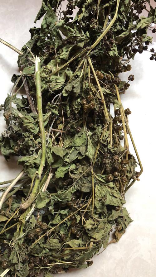 龙葵花的特点,农村常见的龙葵草有什么作用