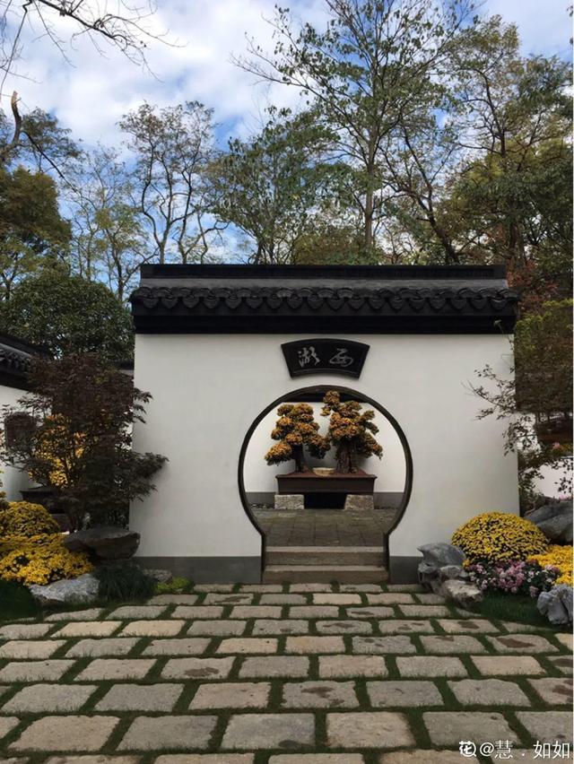 荷花有几种颜色，莲花有几种颜色分别是象征什么（1盆菊花售价1.2万）