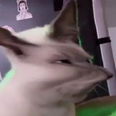 沙雕动物头像微信，沙雕动物头像（奇奇怪怪的小动物沙雕头像）