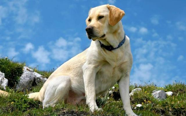 拉不拉多犬，“拉布拉多”究竟几个月长成大狗呢（拉布拉多犬纯种）