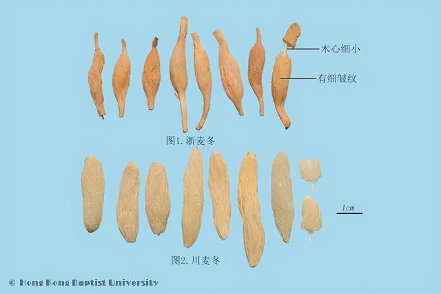 野生竹叶麦冬的功效，却被誉为“不死药”