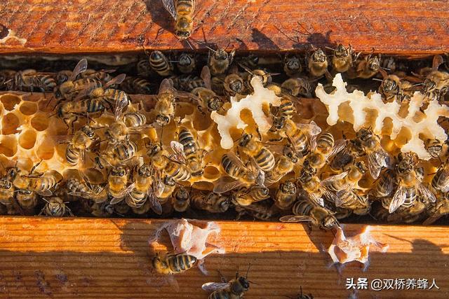 蜜蜂的蜂刺是蜜蜂的什么器官，蜜蜂的蜂刺是蜜蜂的什么器官图片（认识蜜蜂的生理结构）