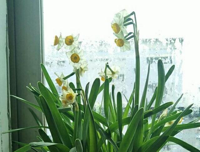 水仙花开完花以后怎么处理，花期长，还能开出好看花（水培百合花怎么养才能保持开的久）