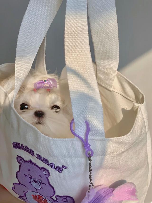 马尔济斯犬掉毛吗，马尔济斯掉毛吗（听我的，千万不要养马尔济斯）