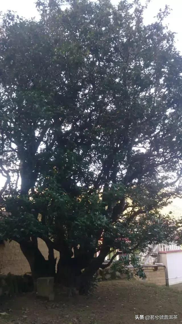 白莺山黑条子是什么类茶，白莺红是什么茶（普洱茶的收藏与价值之名山茶临沧茶区—白莺山）