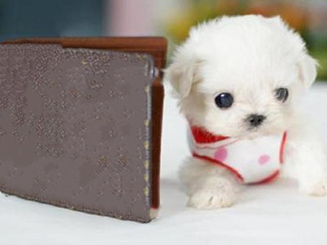 杯子狗（杯子狗寿命，爱狗狗则不应该养茶杯（杯子狗寿命多长）