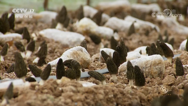 羊肚菌栽培技术，羊肚菌的种植方法和栽培技术是什么（亩产最高1000斤）