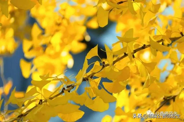 shu熟与shou熟的区别,我们培养的学生 shu熟与shou熟的区别,我们培养的学生