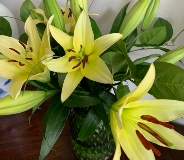 土培百合花怎么养，土壤百合花怎么养（一年四季都能有花赏）