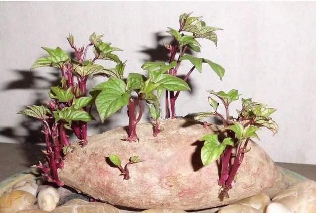 红薯保鲜库储存方法，储存红薯其实很简单