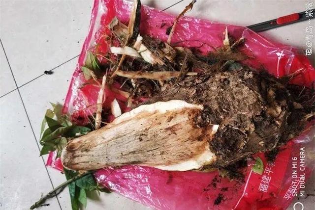 鹅掌柴的作用与功效，鹅掌柴的功效与作用（一养就能养20年）