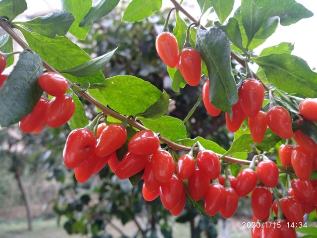 新鲜的金银花采回来怎么处理，新鲜金银花怎么处理（家里养盆金银花）