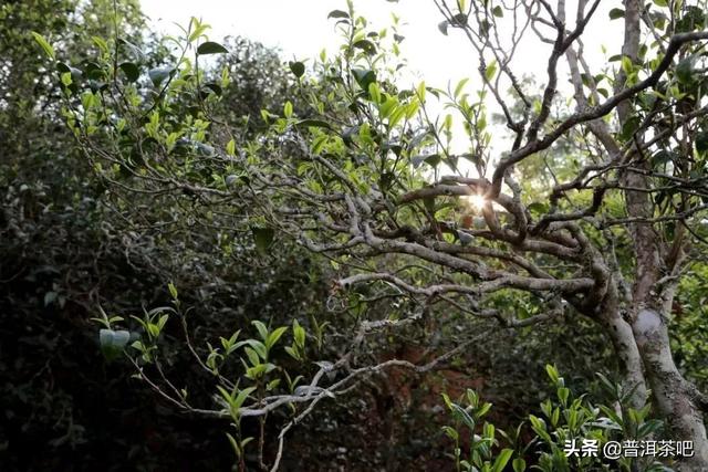 昔归茶特点，昔归熟茶特点（昔归茶好的几大原因）