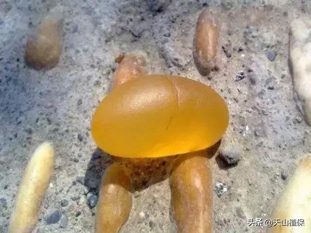 金丝玉是什么玉，金丝玉和翡翠玉谁更好一点（美丽的金丝玉有着什么样的神秘历史）