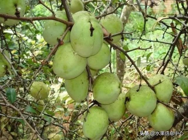 醋柳果的功效与作用，醋柳果的功效与作用及禁忌（国内有哪些小众特色水果）