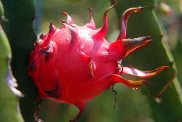 韶关美食，韶关美食排行榜前十名（韶关的十二“食”辰！）