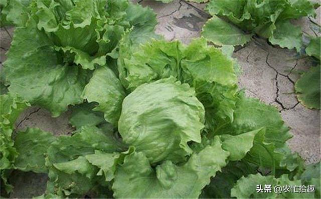 大头菜可以生吃吗，凉拌大头菜丝要焯水吗（被大量种植40年）