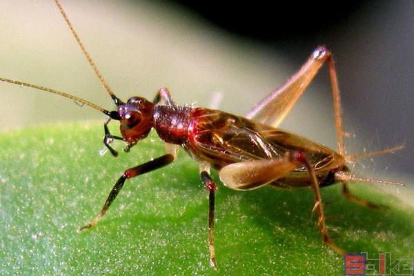 2,sbike动植物百科:最常见,叫声最好听的十大宠物鸣虫