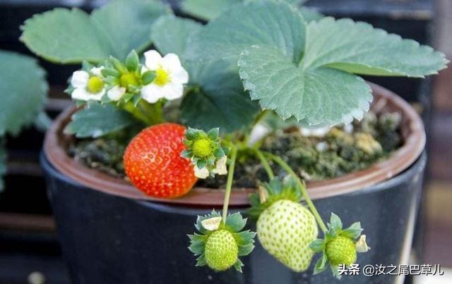 种草莓这四点需要知道，草莓怎么种（做到这四点就坐等大丰收吧）