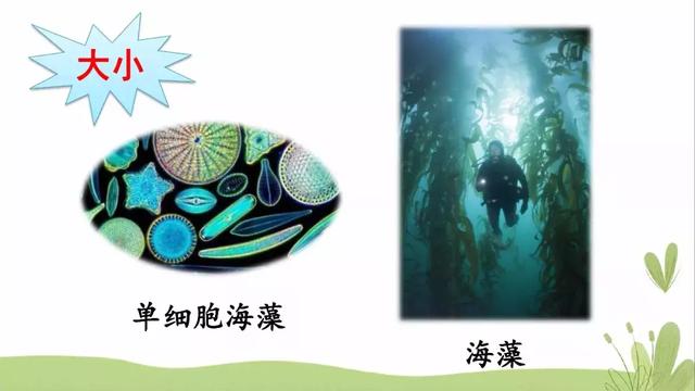  推怎么组词，推的组词（部编版三年级语文下册课文23《海底世界》知识点+图文解读） 