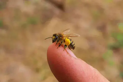 做梦被蜜蜂蛰了什么意思周公解梦，梦见被蜜蜂蜇了是什么意思（记得用这几种方式消肿止痛）