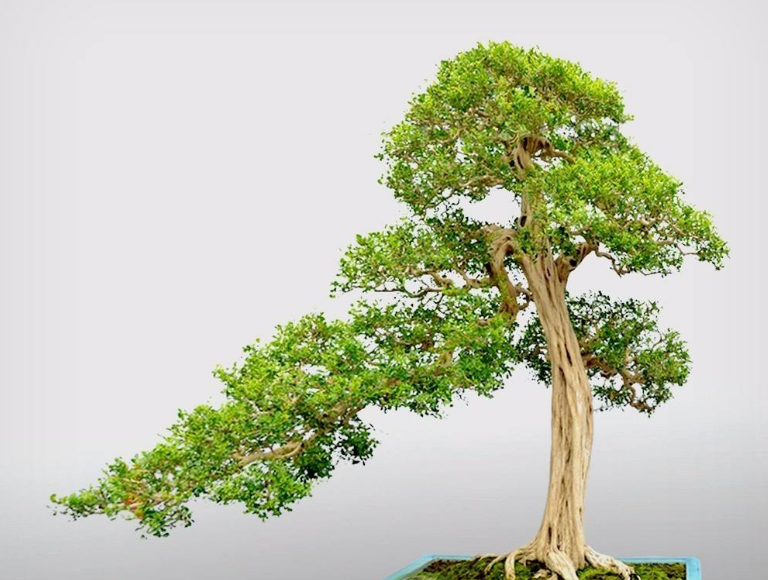 九里香花语是什么,九里香花语是什么意思(九里香的花语你知道多少呢) 九里香花语是什么,九里香花语是什么意思(九里香的花语你知道多少呢)