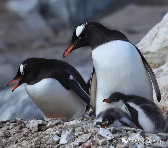 企鹅都有哪几种分别生活在哪里呢，企鹅都有哪些（详解世界上的18种企鹅<一>）