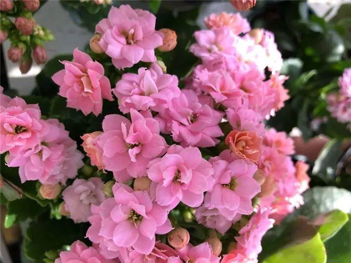 80个长寿花品种(全都美极了,只养1盆真的不够) - 彝家农业网