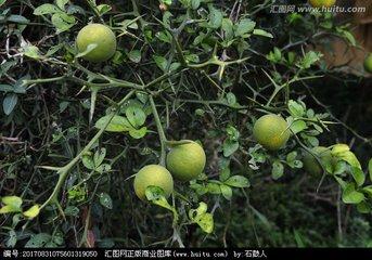 枳壳的功效与作用及禁忌，中药炒枳壳的功效与作用及禁忌（临诊碎玉从橘科植物中走出来的中药）