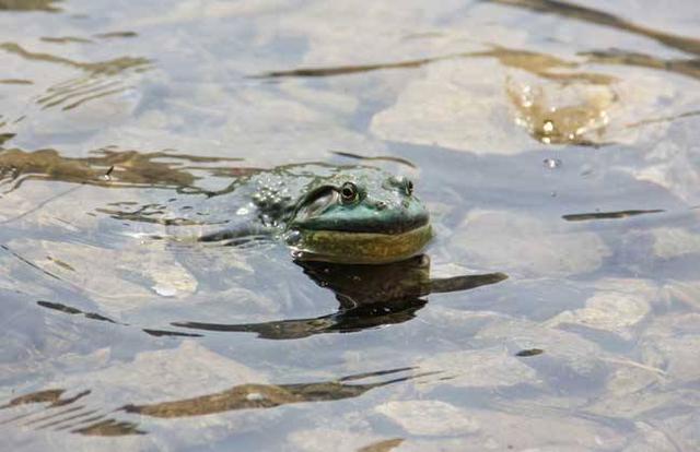 怎么养牛蛙，牛蛙幼苗的养殖技术（个饲养管理方法，经验之谈）