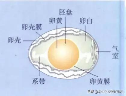 血型配对表图口诀，血型遗传规律表顺口溜（冲刺2020年中考-初中生物记忆口诀+知识点大全）