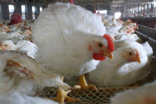 肉鸡常见的品种有哪些，常见的白羽鸡有这几种