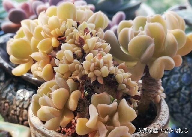 特玉莲的养殖方法，特玉莲怎么种植（多肉植物特玉莲用深盆还是浅盆栽种比较好）