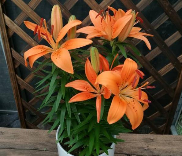 怎样养百合花，如何水养百合花（想让百合花长得好）