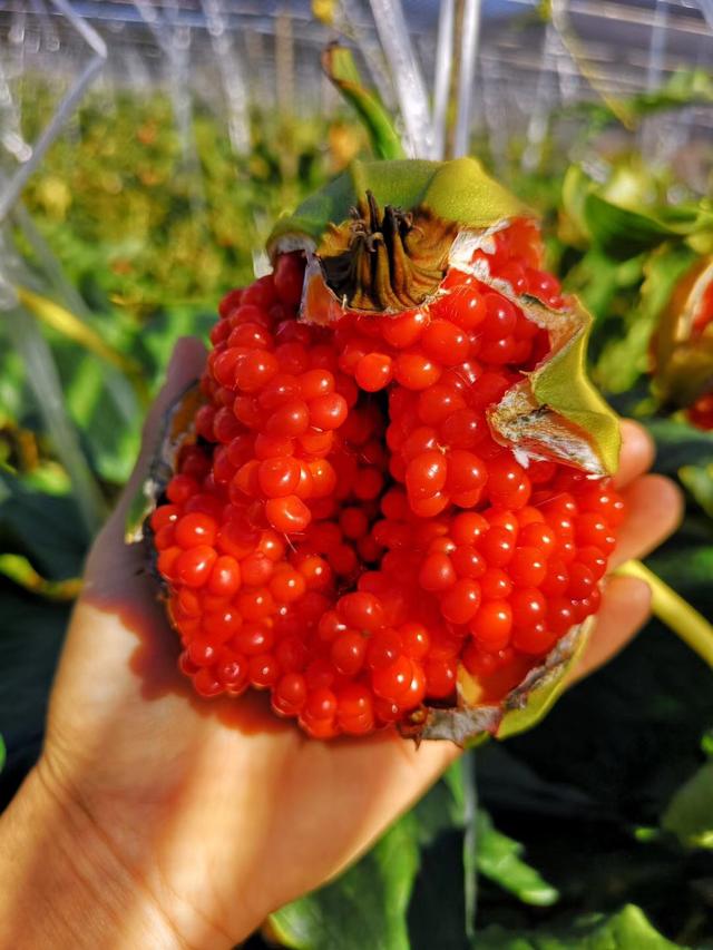 七叶莲（七叶莲图片，西峡县栎类林下套种七叶一枝花技术