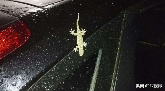 守宫是蜥蜴还是壁虎，为何会成为“五毒”之一