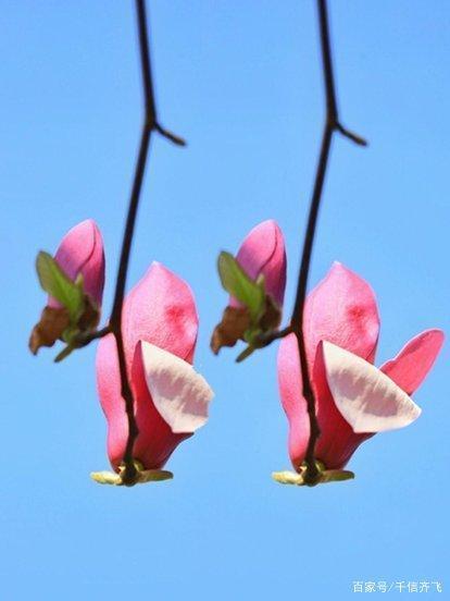 玉兰花花语，玉兰花花语和寓意（赞美玉兰花的诗词推荐）