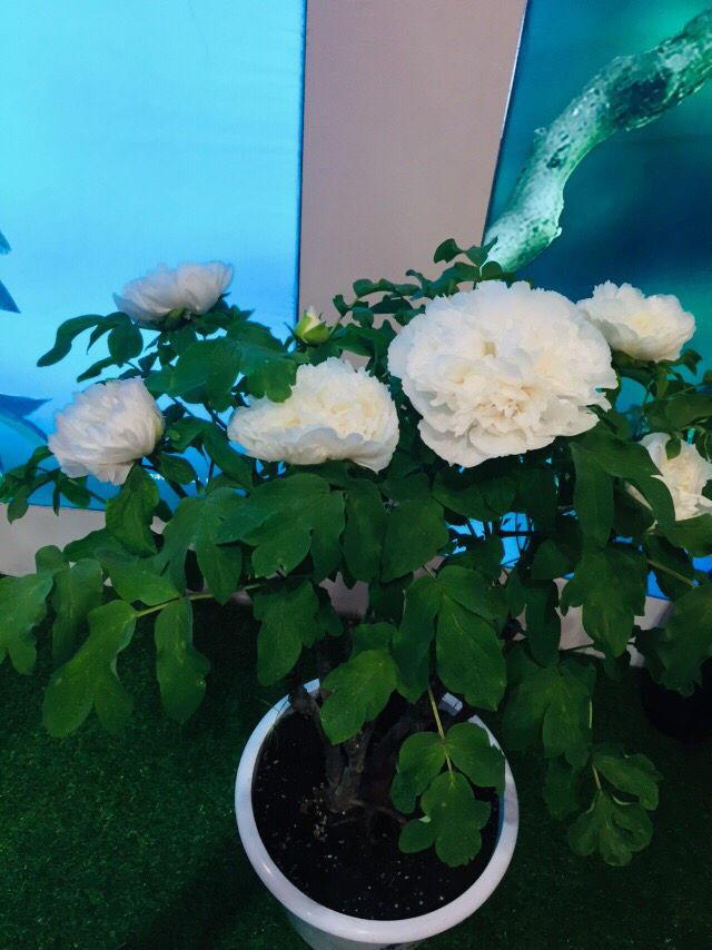 牡丹花根怎么种，牡丹容易烂根怎么办