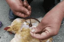 鸡子是什么，这个高薪行业即将消失（鸡子是什么器官）