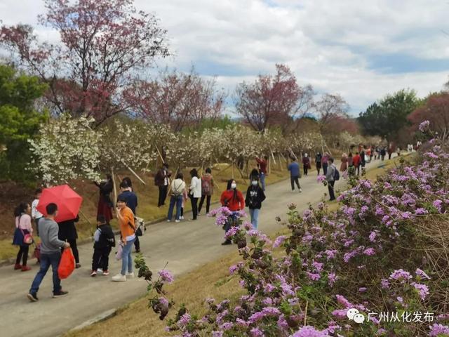 从化有什么好玩的，从化附近有什么好玩的地方（广州从化春节人气旺）