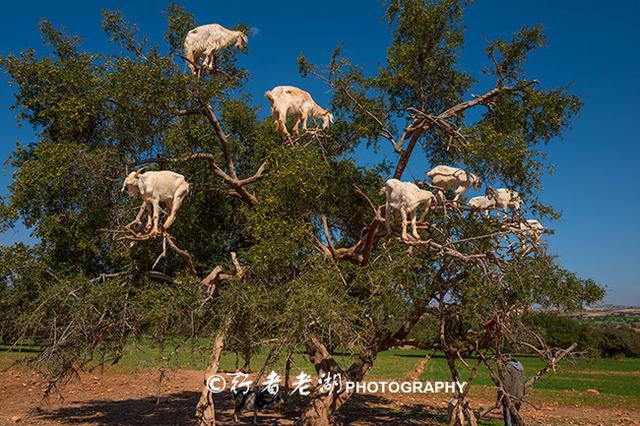 斯卡拉是什么地方，斯卡拉是什么地方的车（大西洋的摩洛哥海滨之城）