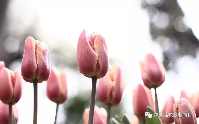 金色郁金香花语和寓意，郁金香花语和寓意金香（不同颜色的郁金香适合送给哪些人）