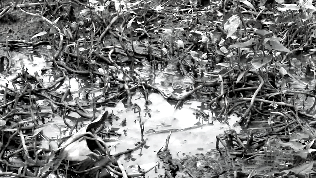 知青周萍的结局，周萍最后的结局是自杀（指导员被纳为重点嫌疑对象）