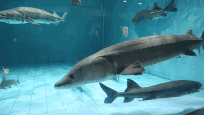 昆明这个地方海洋馆都有哪几个啊，昆明海洋馆在什么地方（科普保护1.4亿年的“水中国宝”）