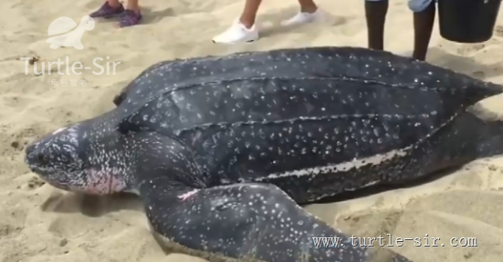 世界上最大的乌龟，世界上最大的蜘蛛（世界上最大的蛇）