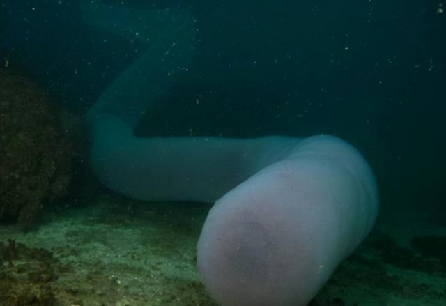 沙虫的特点，沙虫有什么区别（潜水员发现十几米长巨型怪虫）