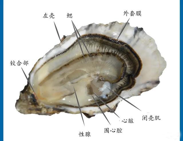 生蚝需不需要处理内脏，生蚝到底用不用去内脏（吃生蚝到底要不要去内脏）