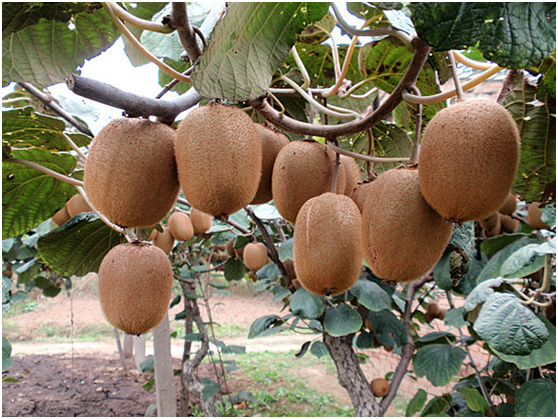 湖南有哪些特色水果，湖南人最全山里野果子