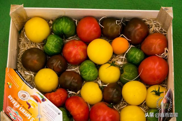 菊苣怎么读是什么意思，菊苣怎么读（这百种水果不要说吃过）