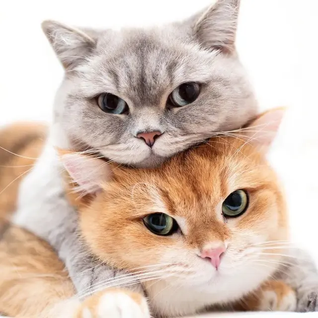 猫咪狗狗头像微信，猫咪狗狗头像（超可爱猫咪狗狗头像）